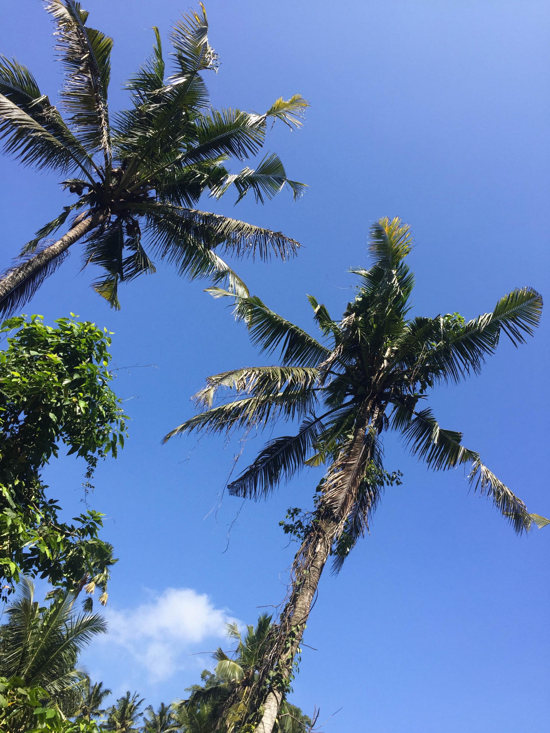 A-Quick-Guide-To-UBUD-Bali-Palms | Love Style Mindfulness - Fashion ...