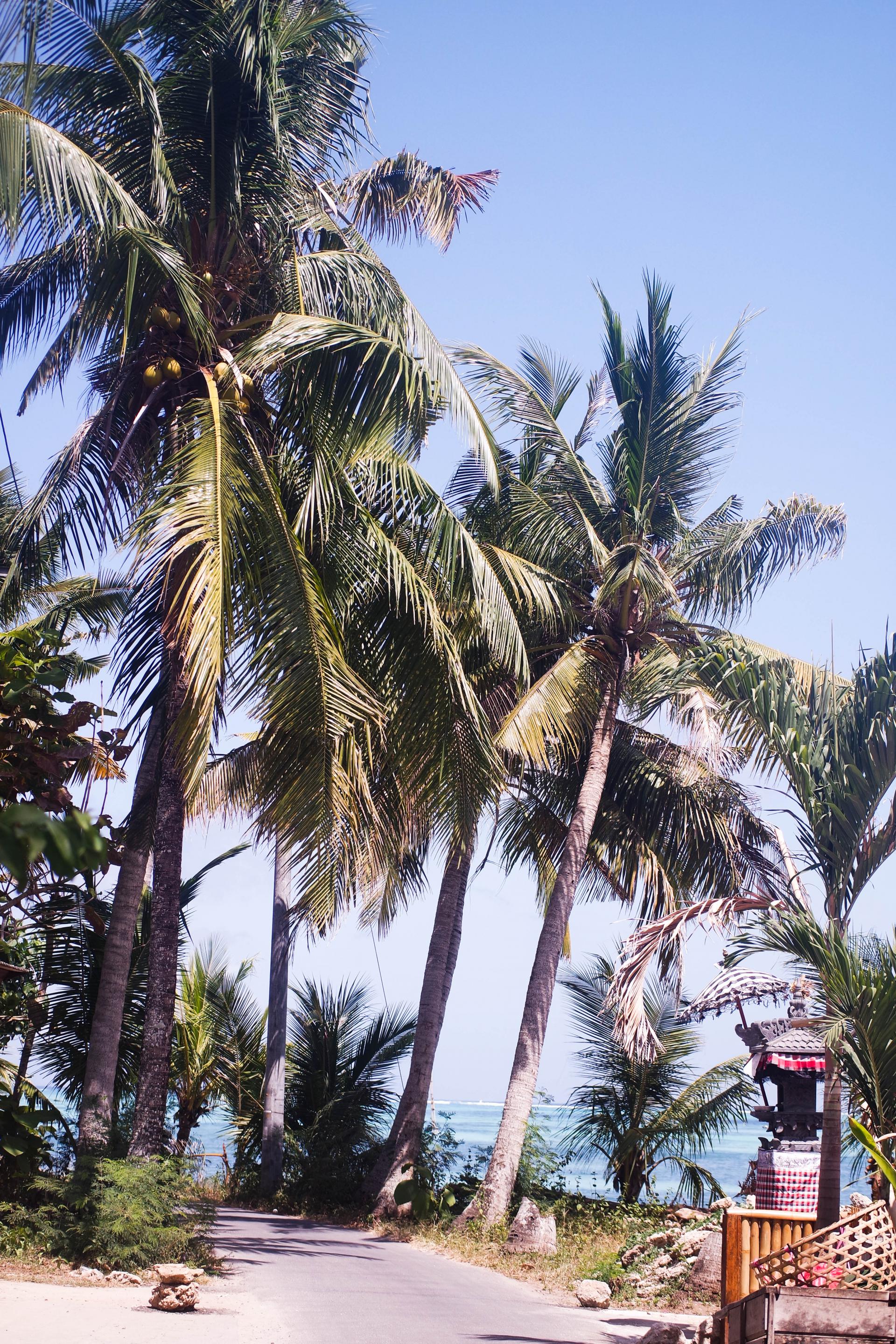 travel update bali  palm  trees Love Style Mindfulness 
